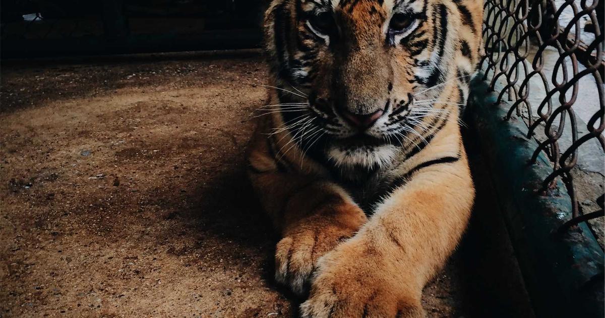 Как заработать на производстве манекенов